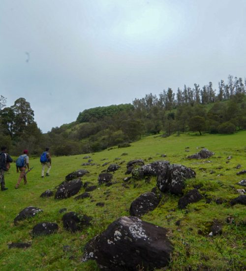 parsonvalley-trekking-shed-to-mukurthi-hut-img11.jpg